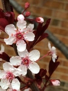 Spring blossoms